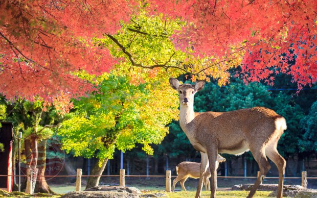 NARA - OSAKA - KYOTO - PHÚ SĨ - TOKYO (về sáng) (6N5Đ · VN)